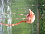 FZ029597 Caribbean Flamingos (Phoenicopterus ruber).jpg